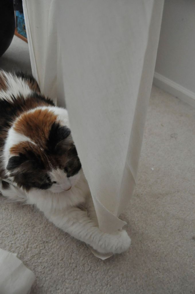 Maya tries her paws at draping on the dress form.