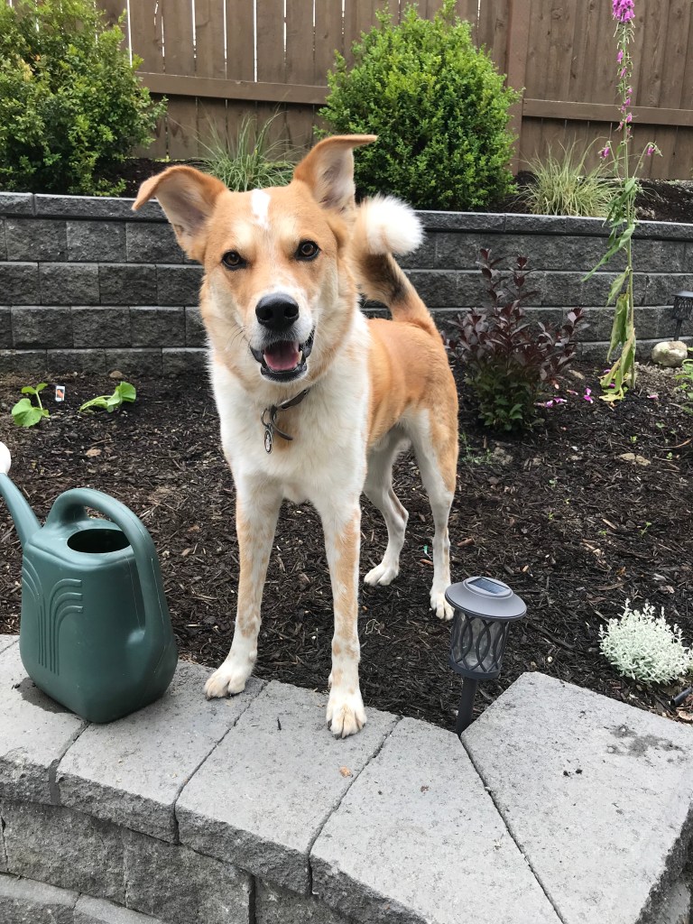 Large orange and white dog with upright ears and a curled tail, standing on a wall next to a watering can and among flowers. 